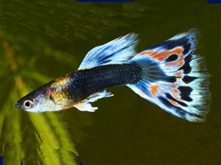 HBMosaic_4 